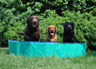 Preview: Hundepool in ROT (kein grün)