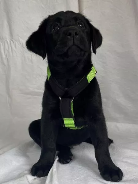 Hundegeschirr Step-in, No-pull – Verstellbar, Gepolstert, Für Kleine & Mittelgroße Hunde, Größe M