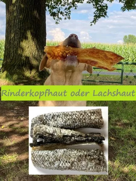 Last Minute - dein Hund ist unsere Passion